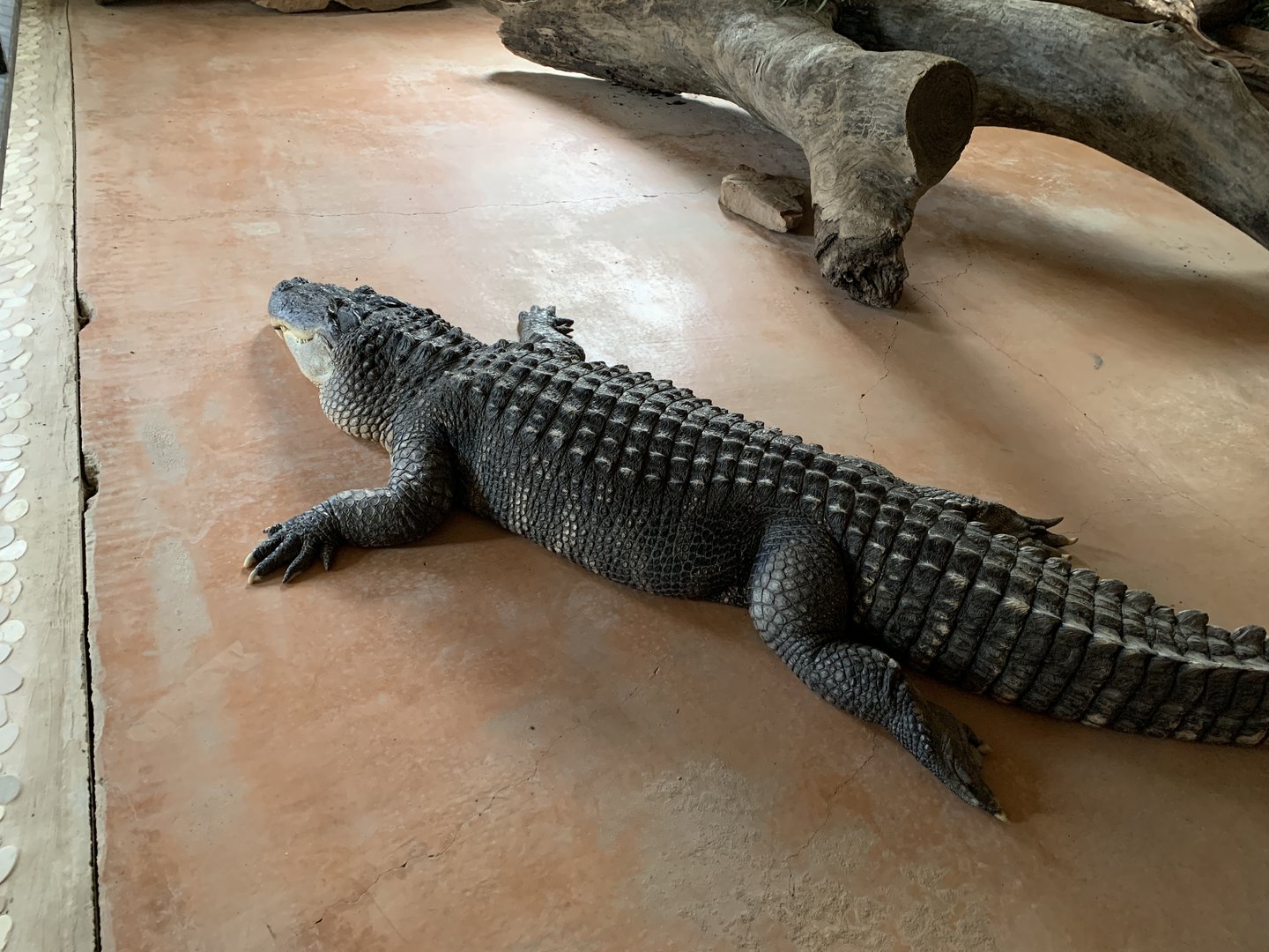 American Alligator