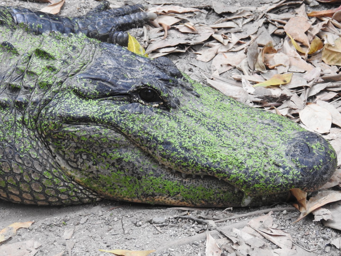American Alligator