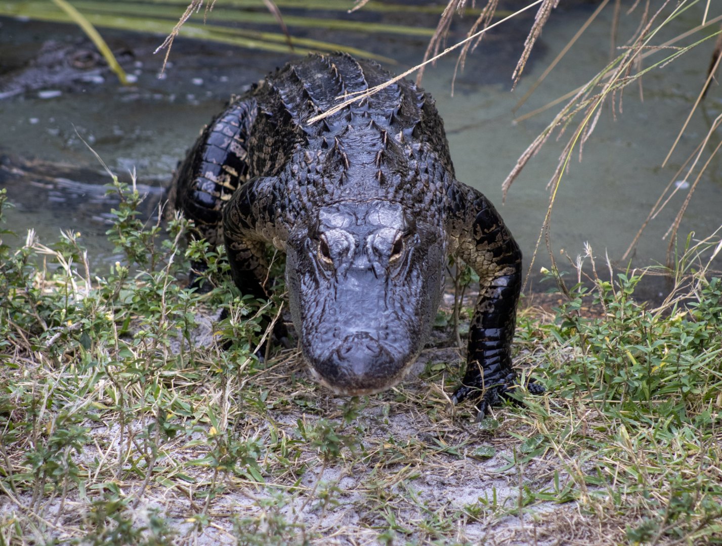 American Alligator
