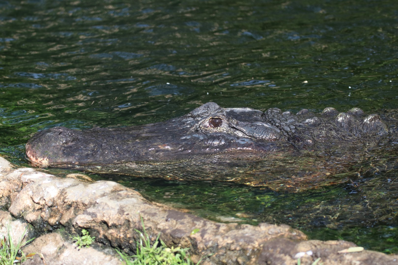 American alligator