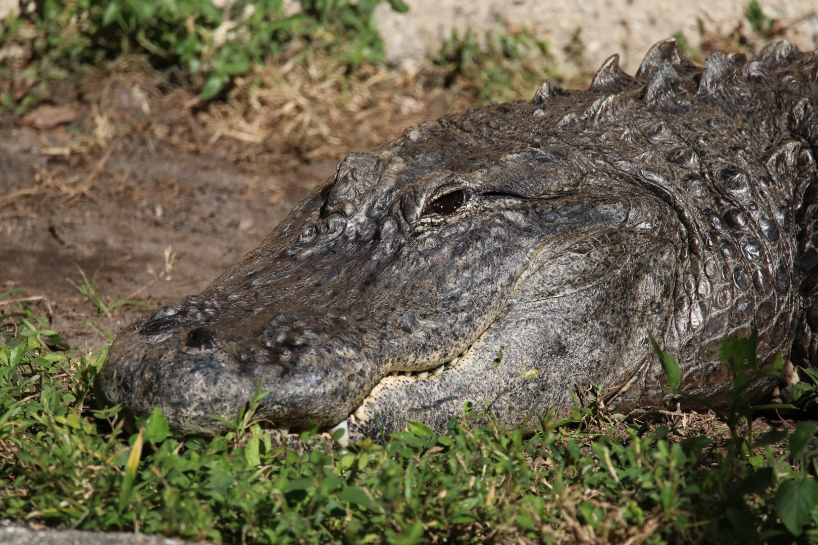 American alligator
