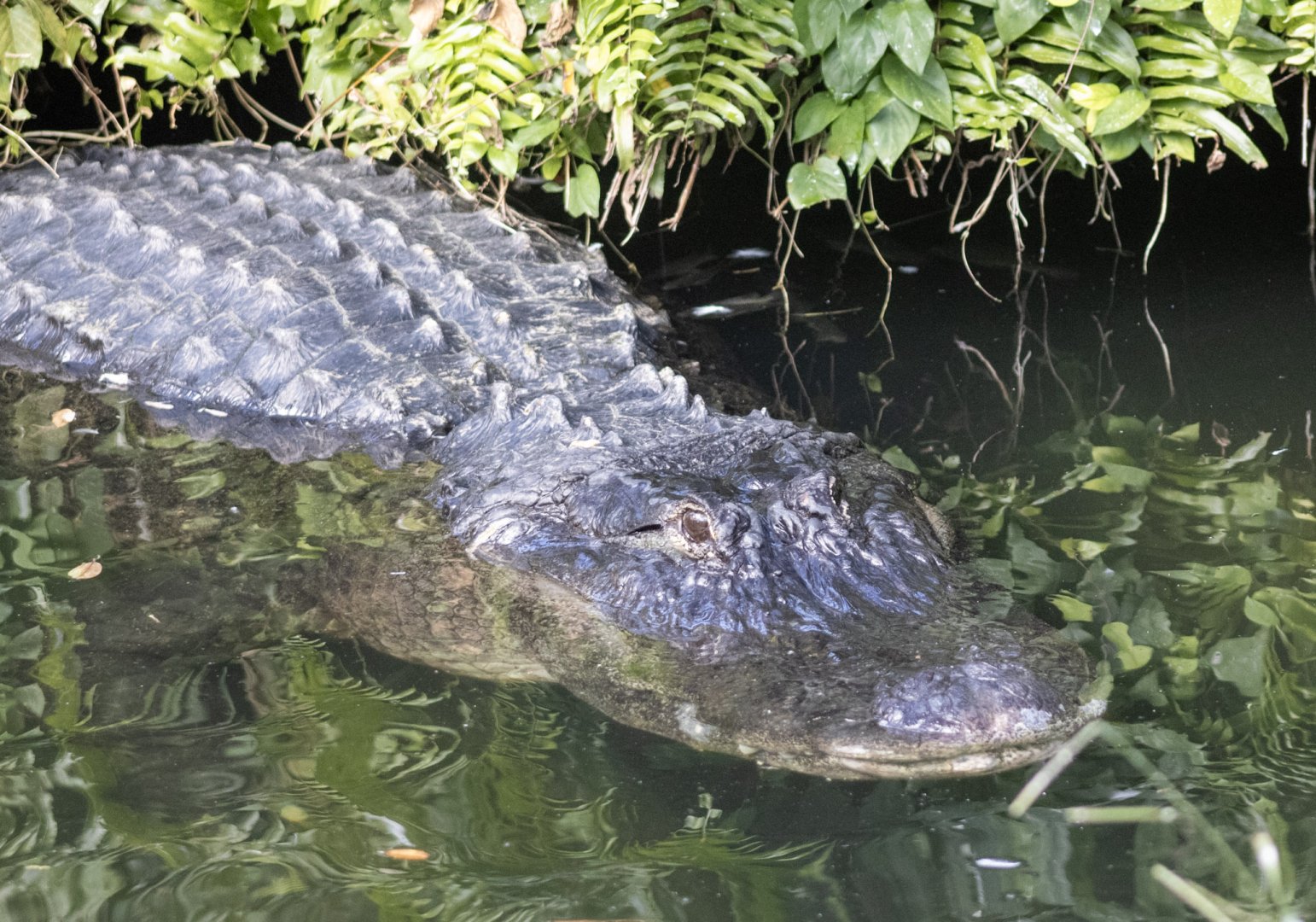 American Alligator