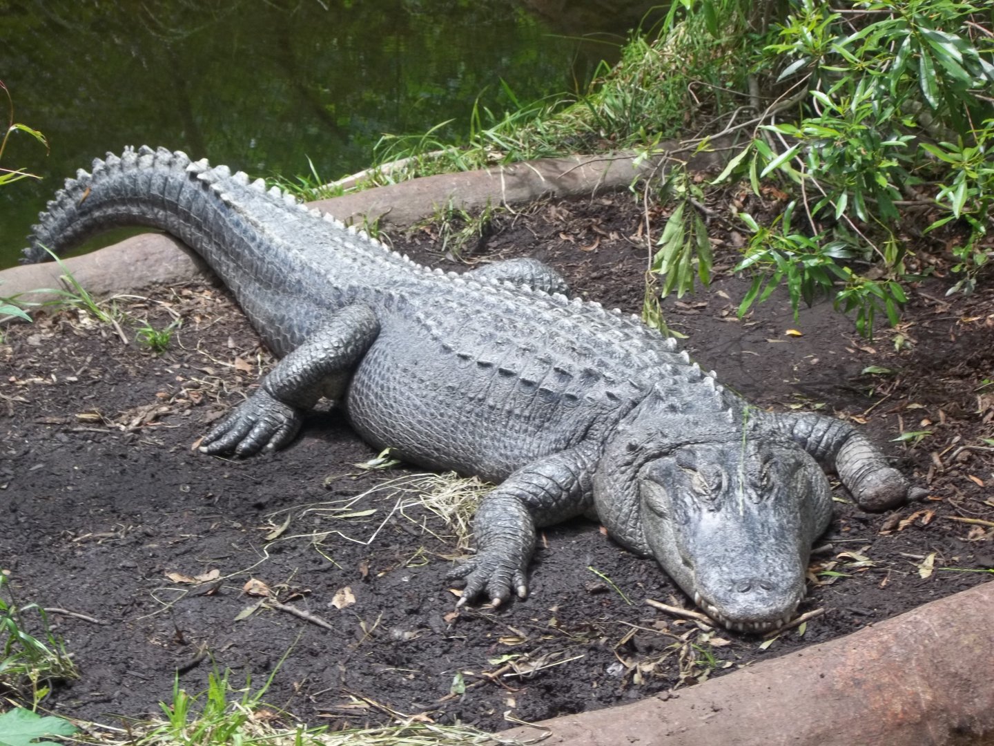 American Alligator