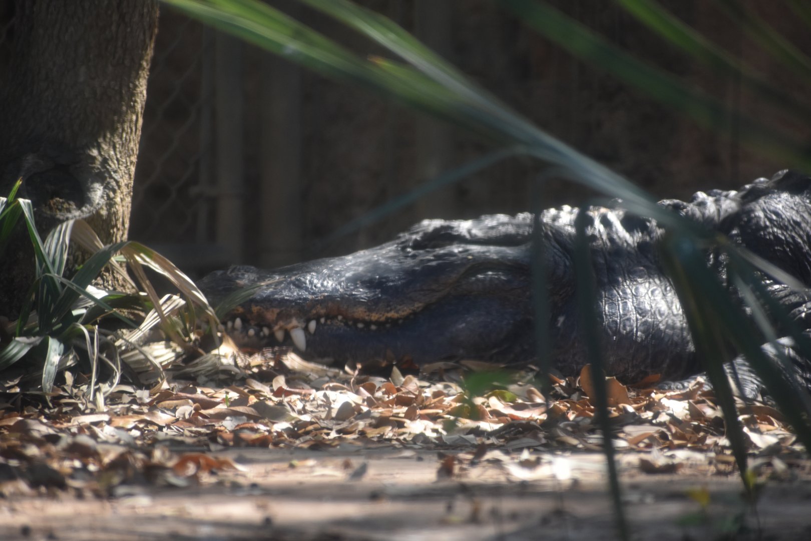 American Alligator