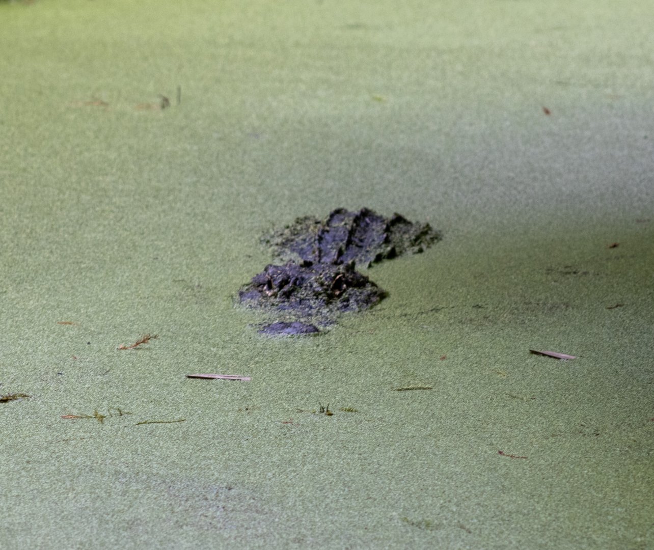 American Alligator