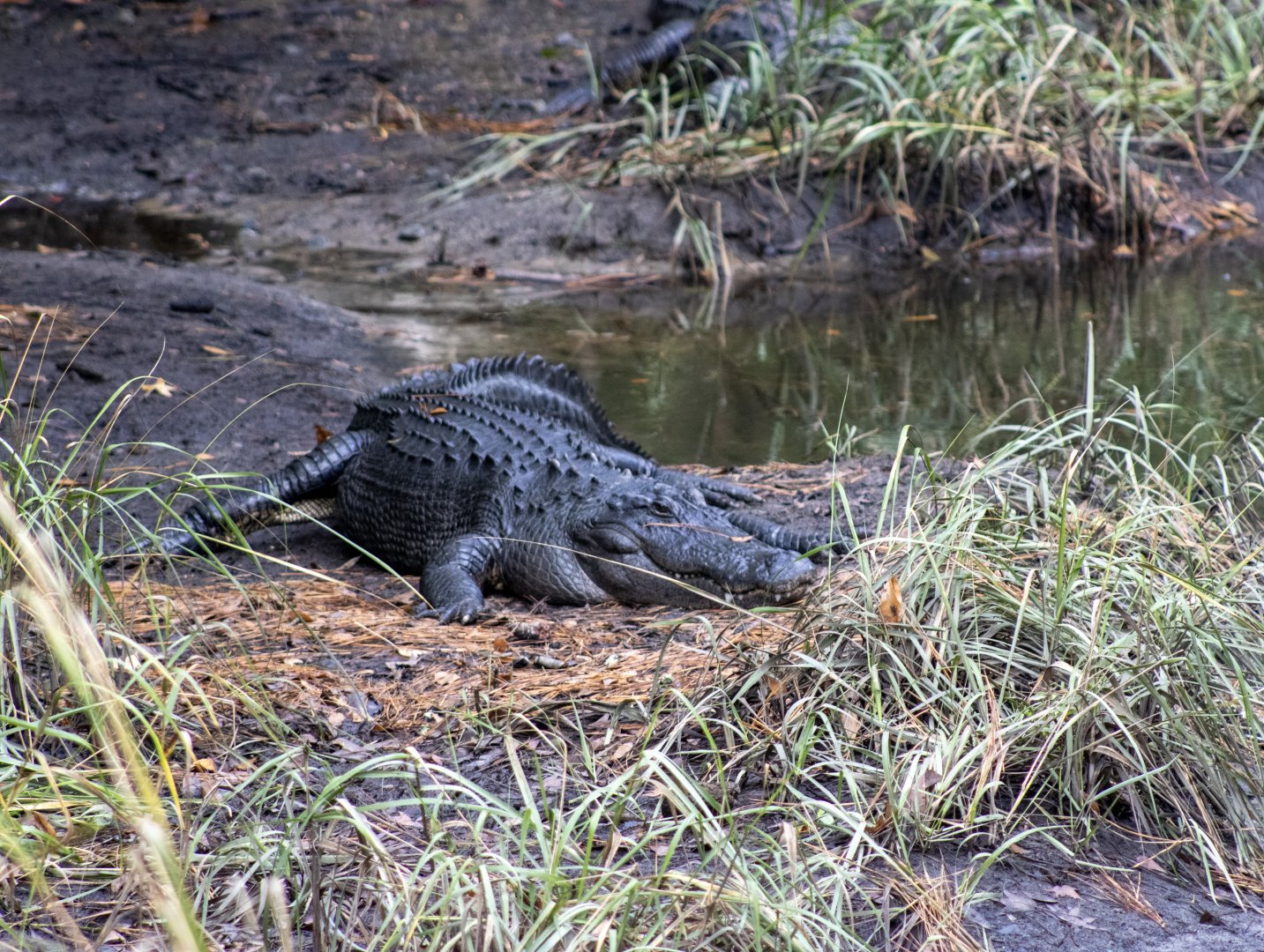 American Alligator