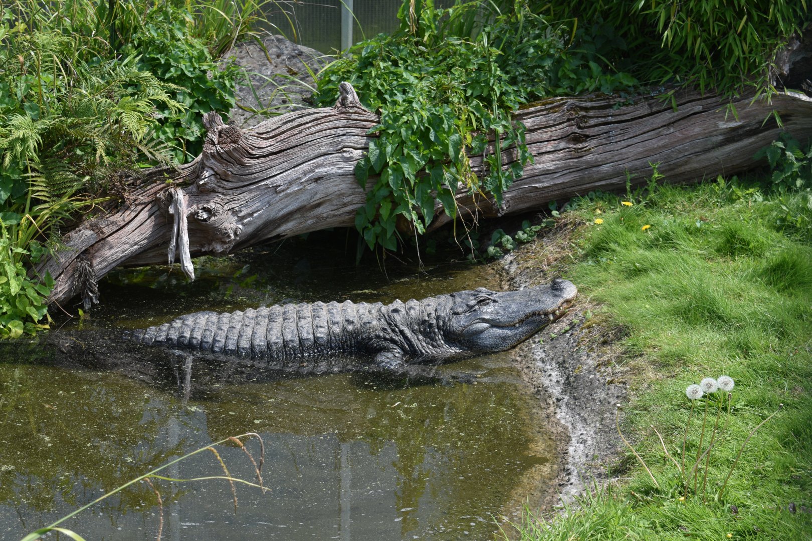 American alligator