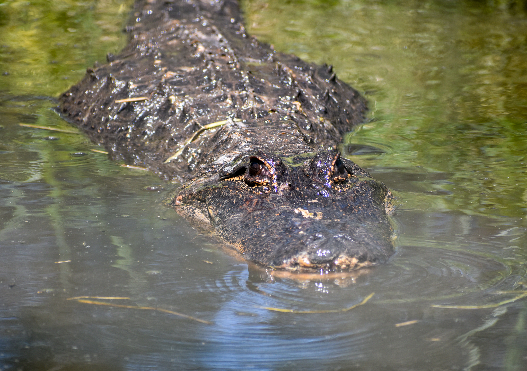 American Alligator