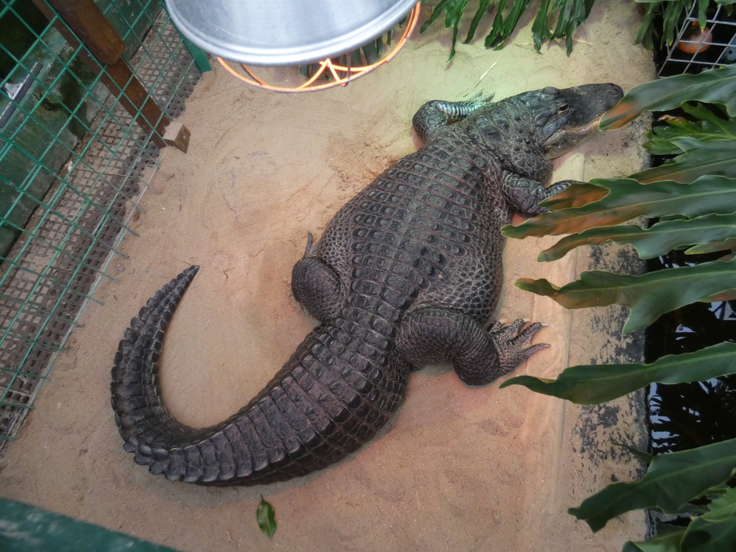 American alligator