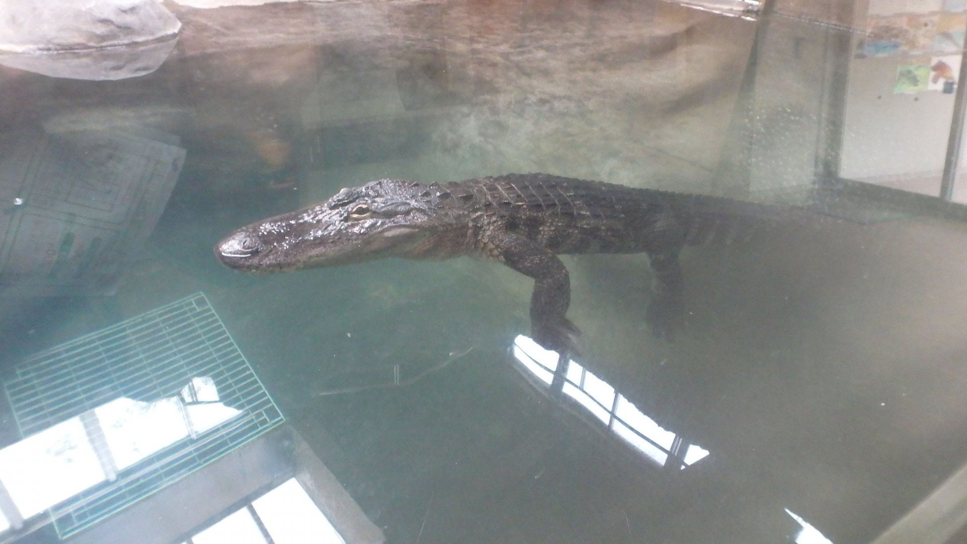 American Alligator