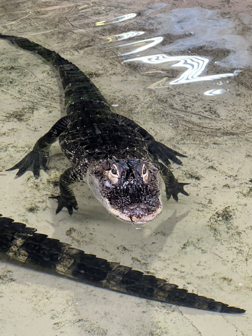 American Alligator