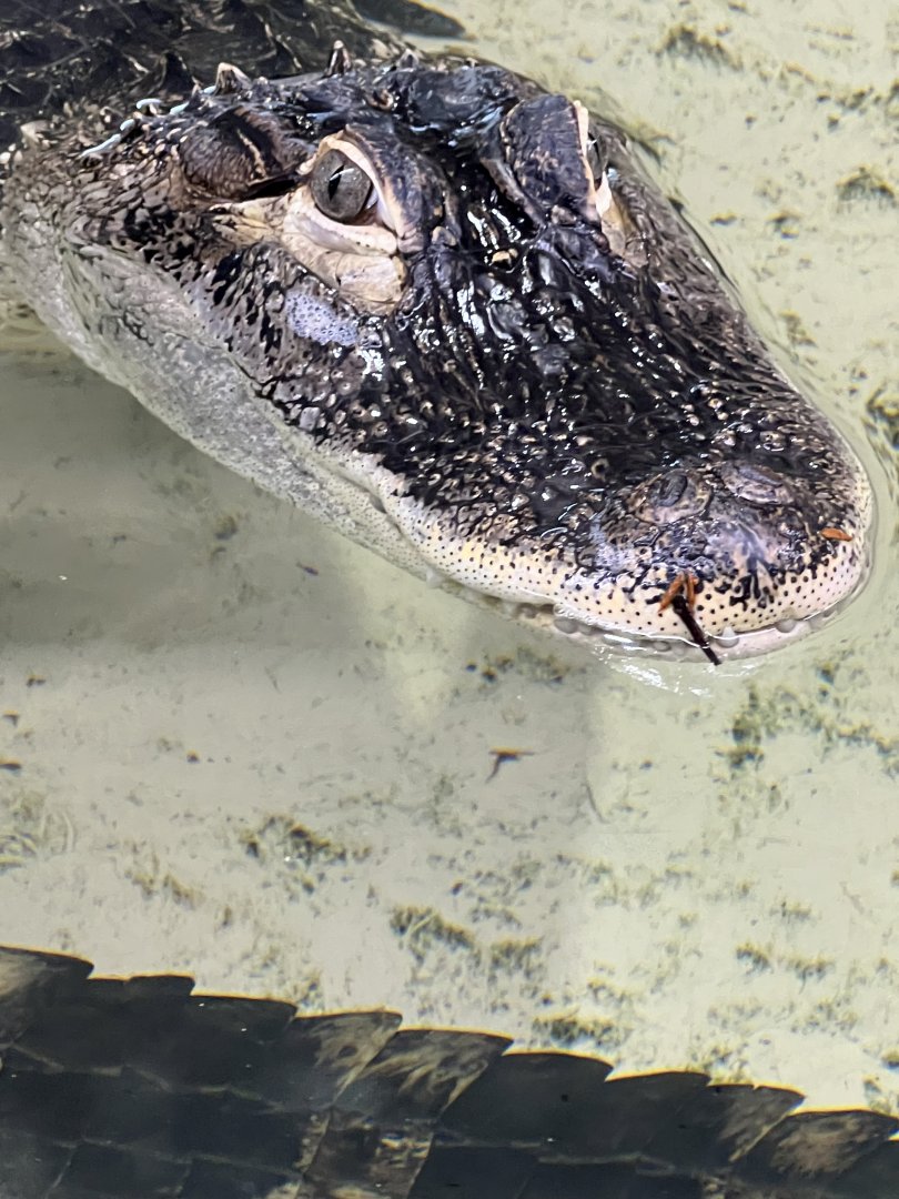 American Alligator