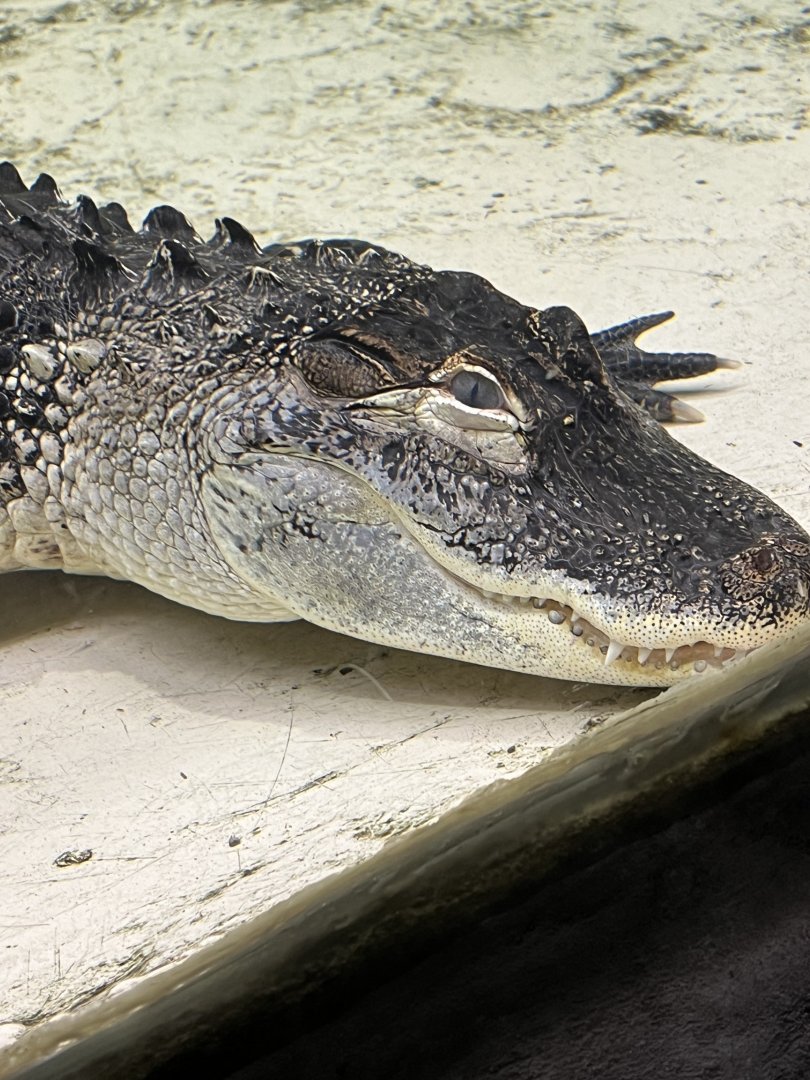 American Alligator