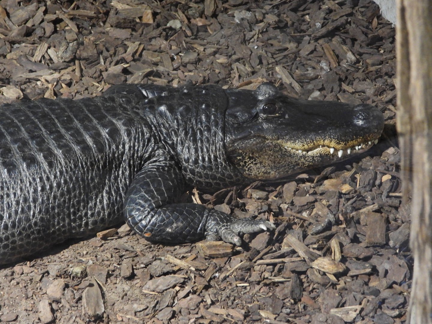 American alligator