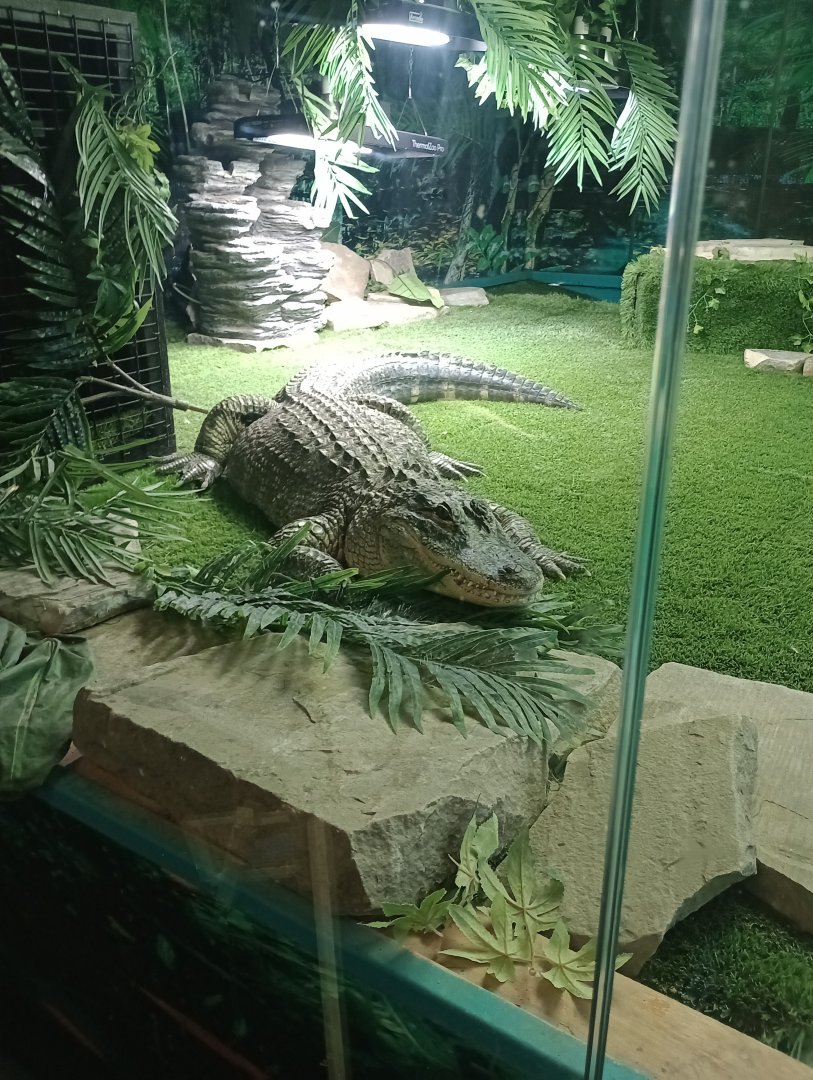 American alligator