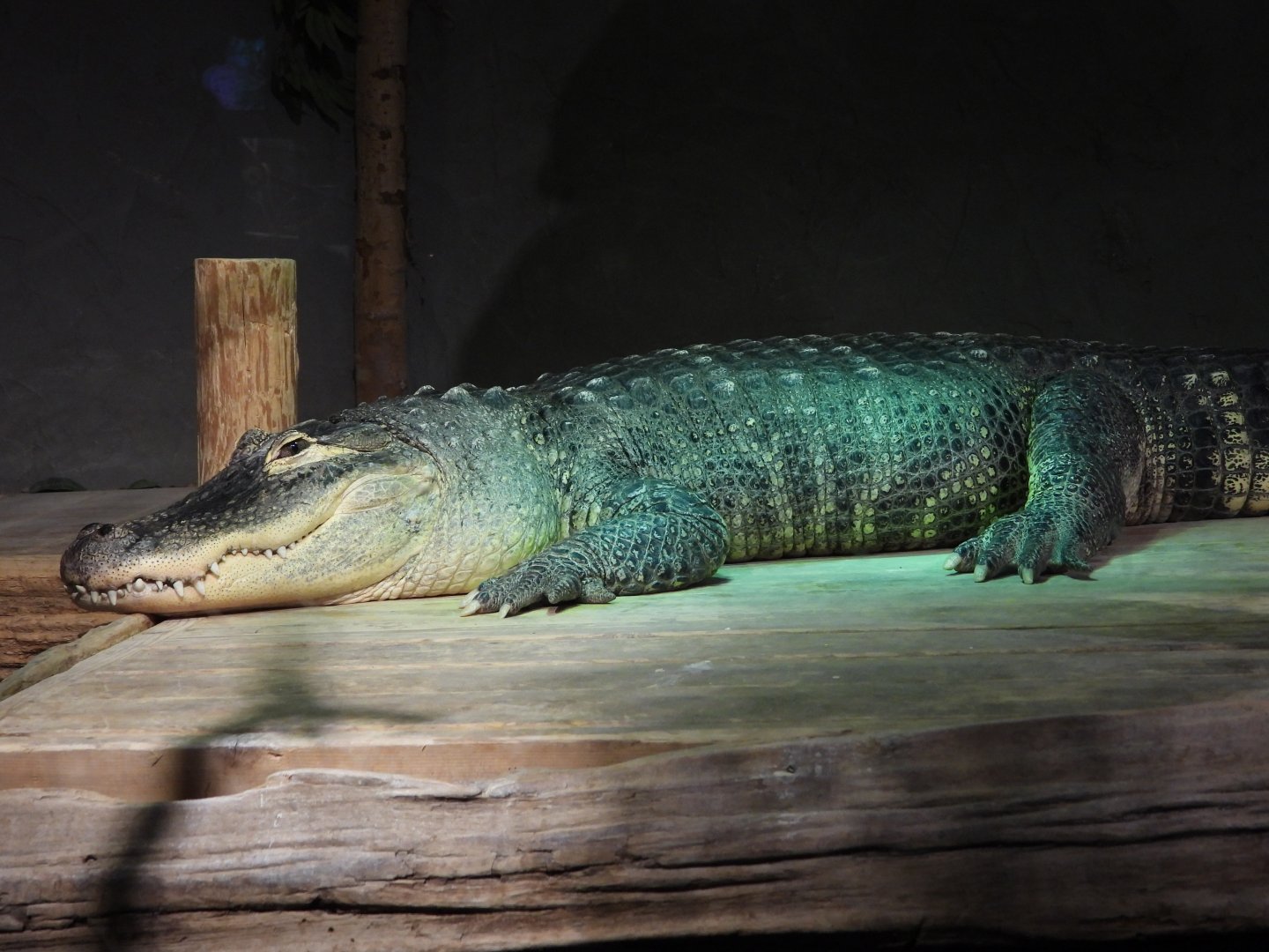American alligator