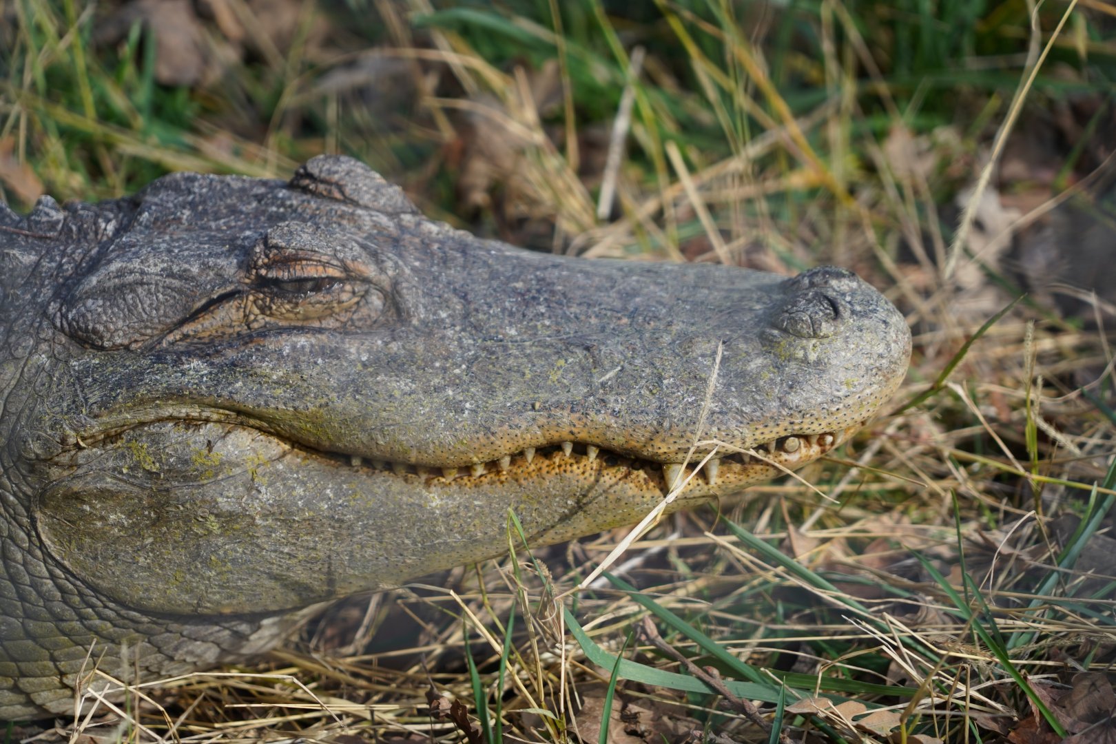 American alligator