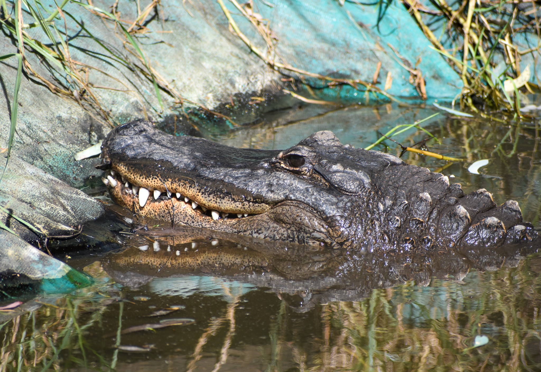 American Alligator
