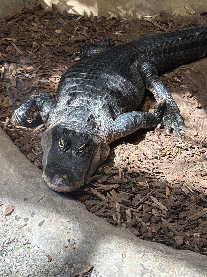 American Alligator
