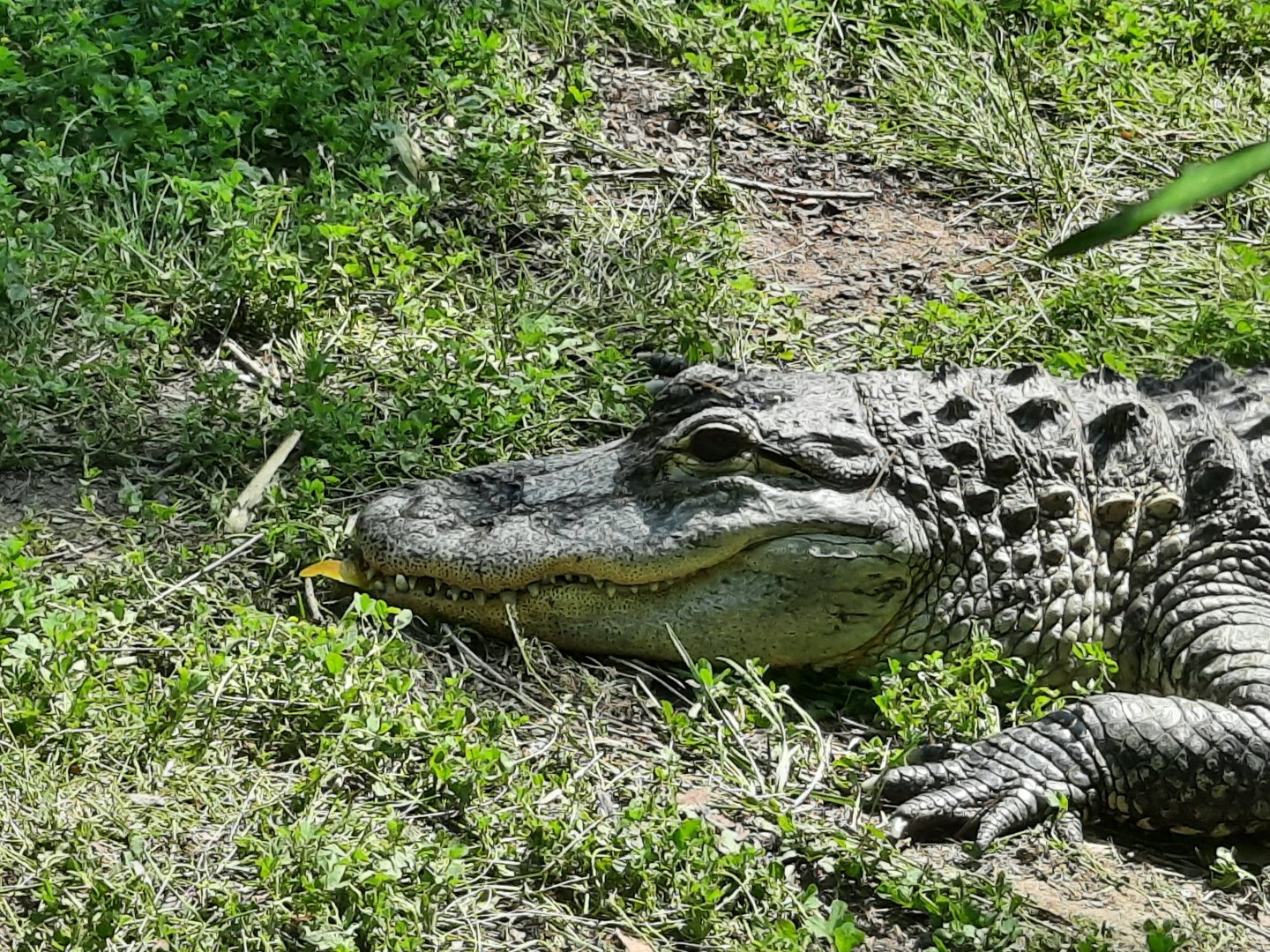 American Alligator