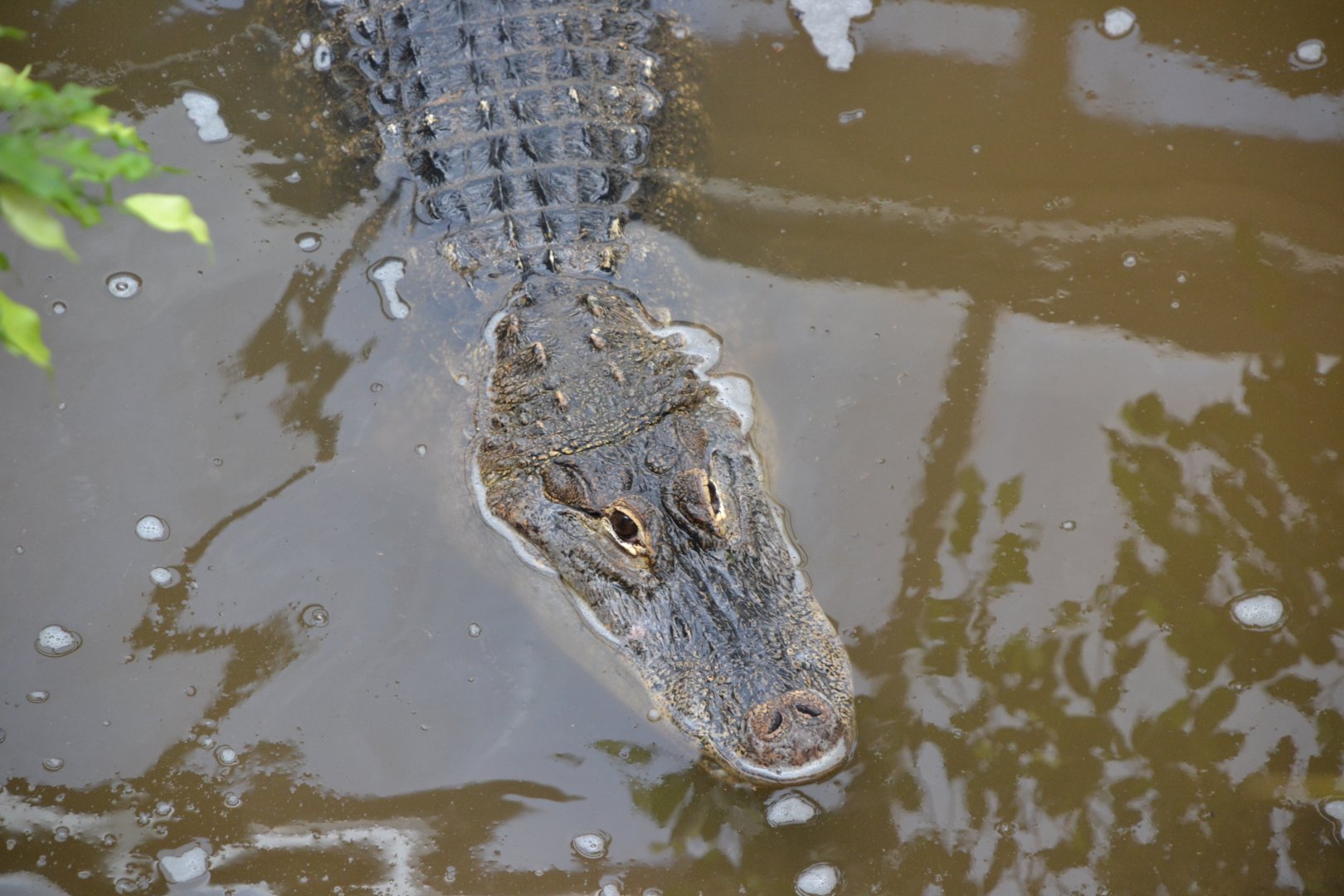 American alligator