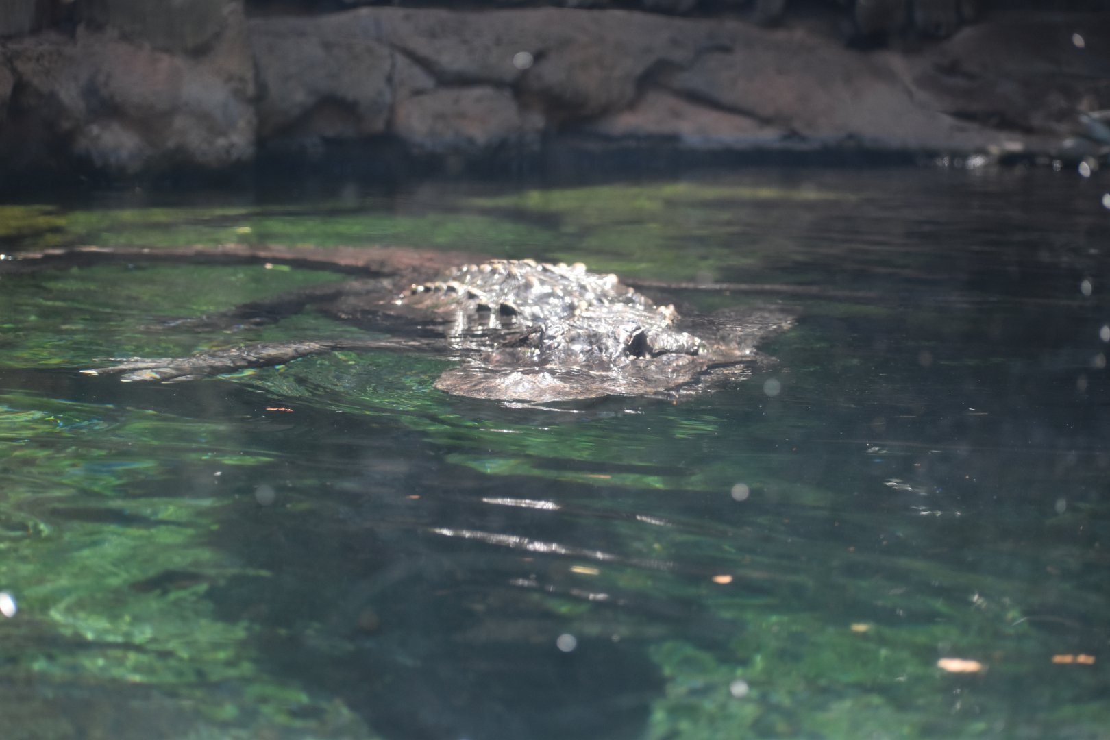American Alligator