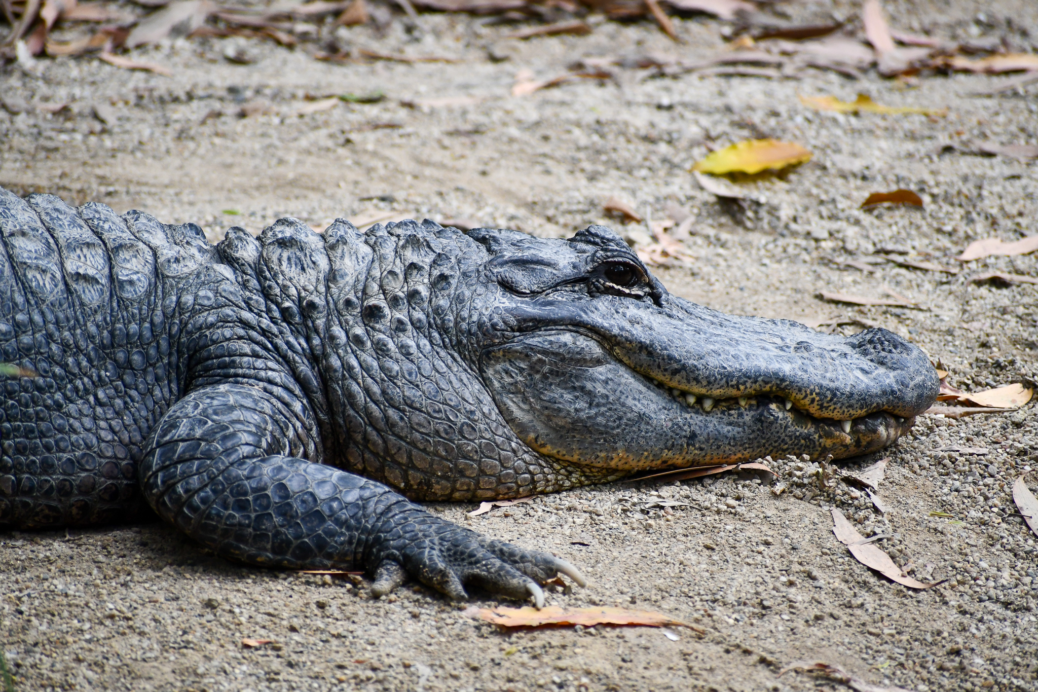 American Alligator