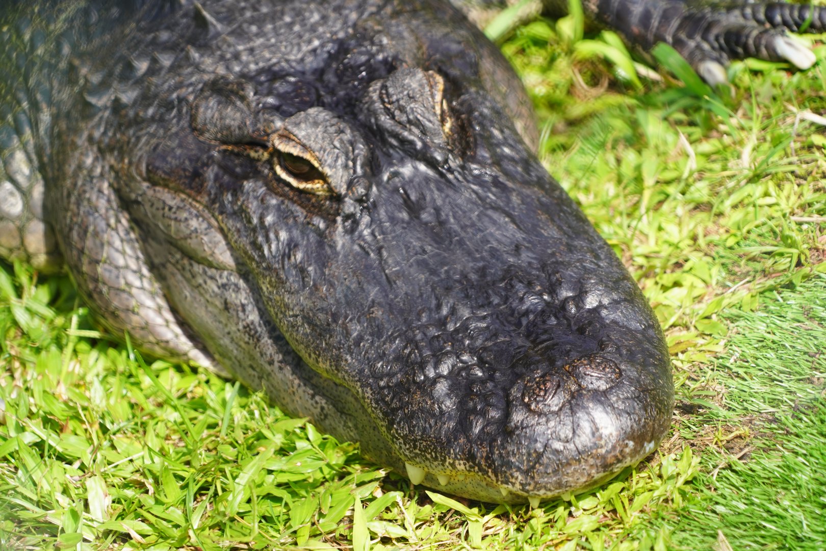 American alligator