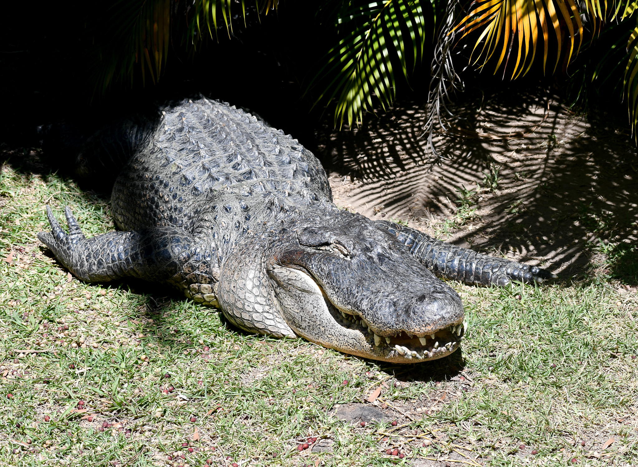 American Alligator