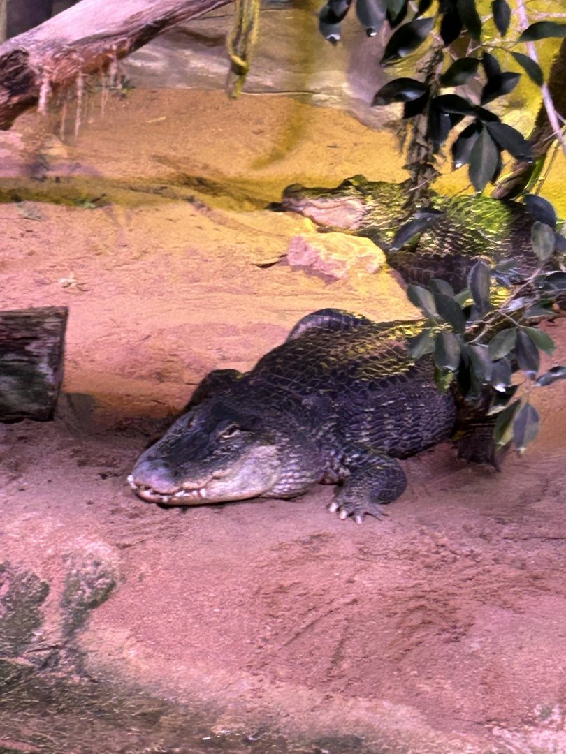 American alligator