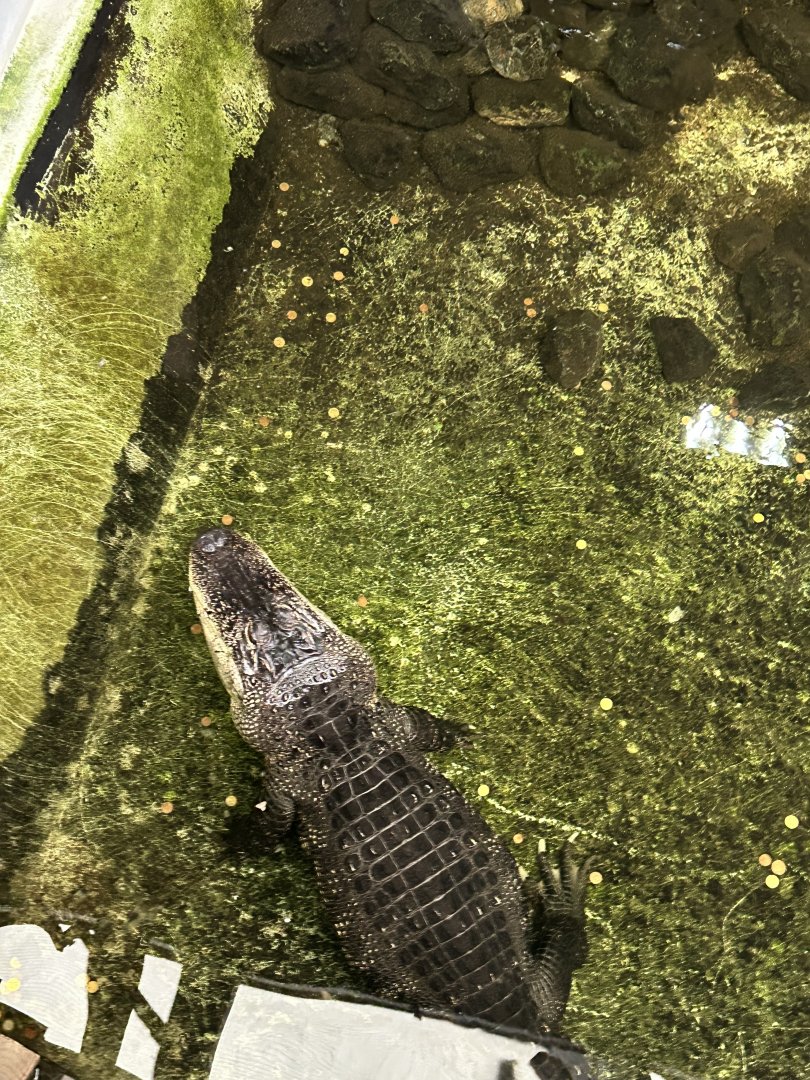 American alligator