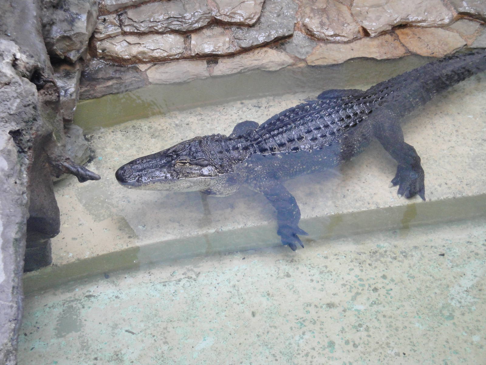American Alligator