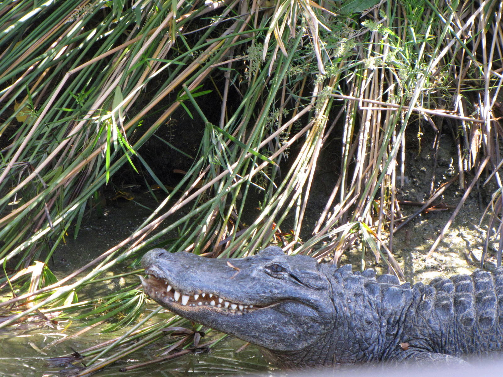American Alligator