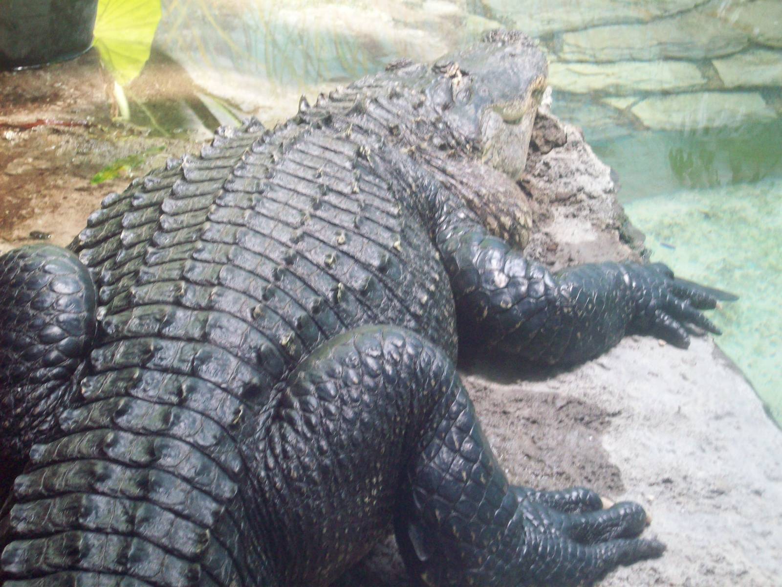 American Alligator.