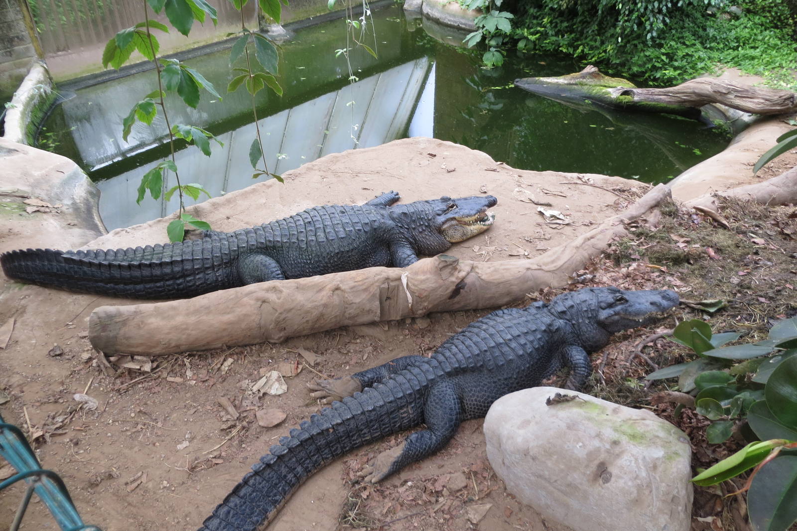 American Alligators 060515