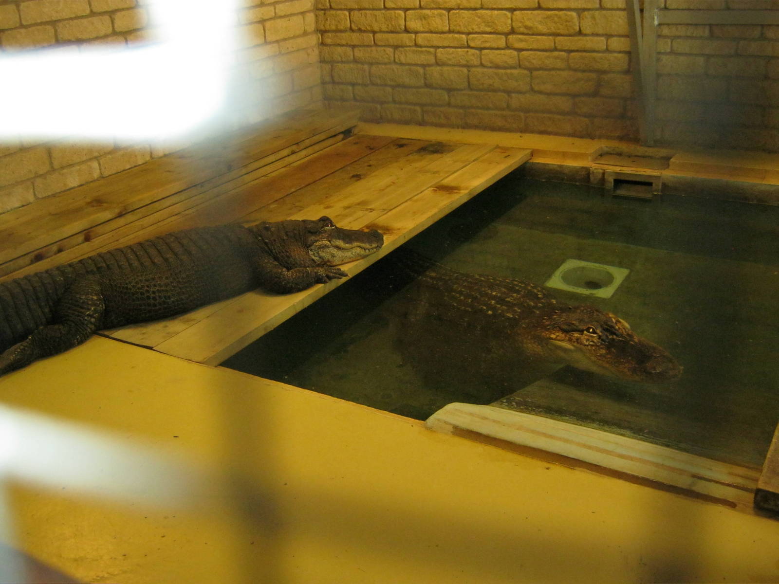 American Alligators 2011.