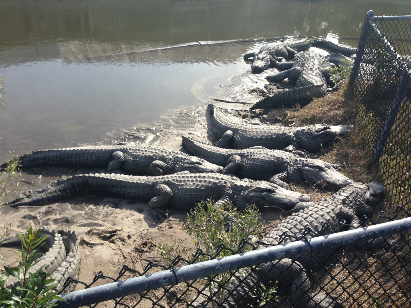 American Alligators - 2013