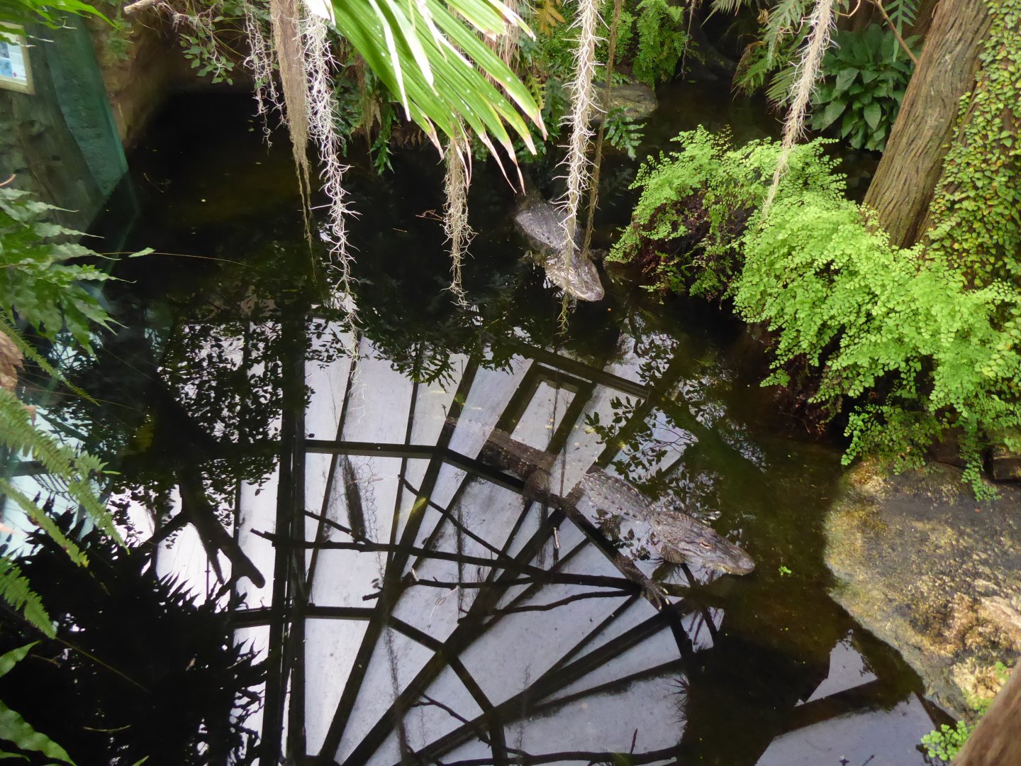 American alligators 280118