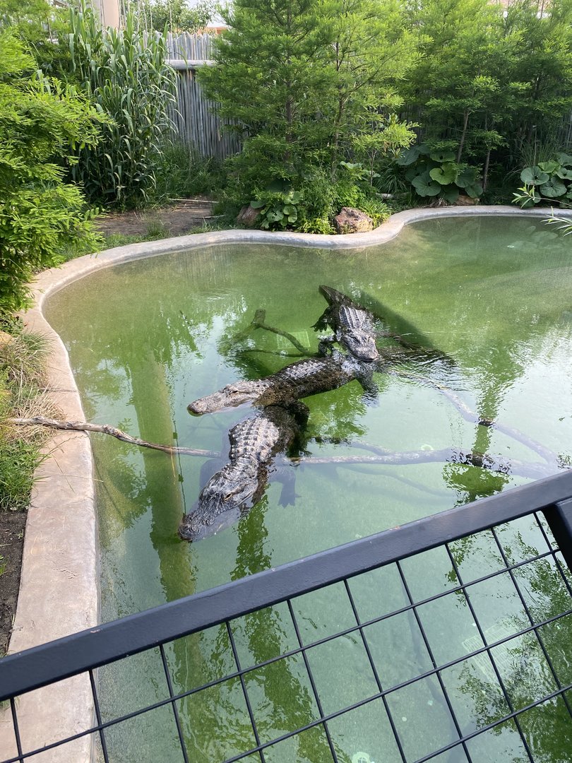 American Alligators - 6/14/2023