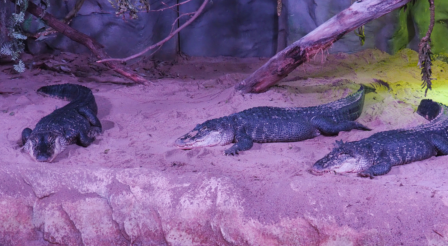 American alligators (Alligator mississippiensis), 2020-09-20