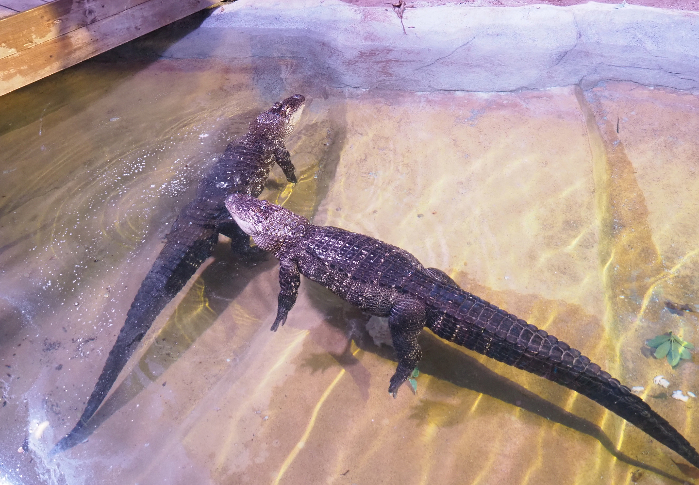 American alligators (Alligator mississippiensis), 2022-03-16