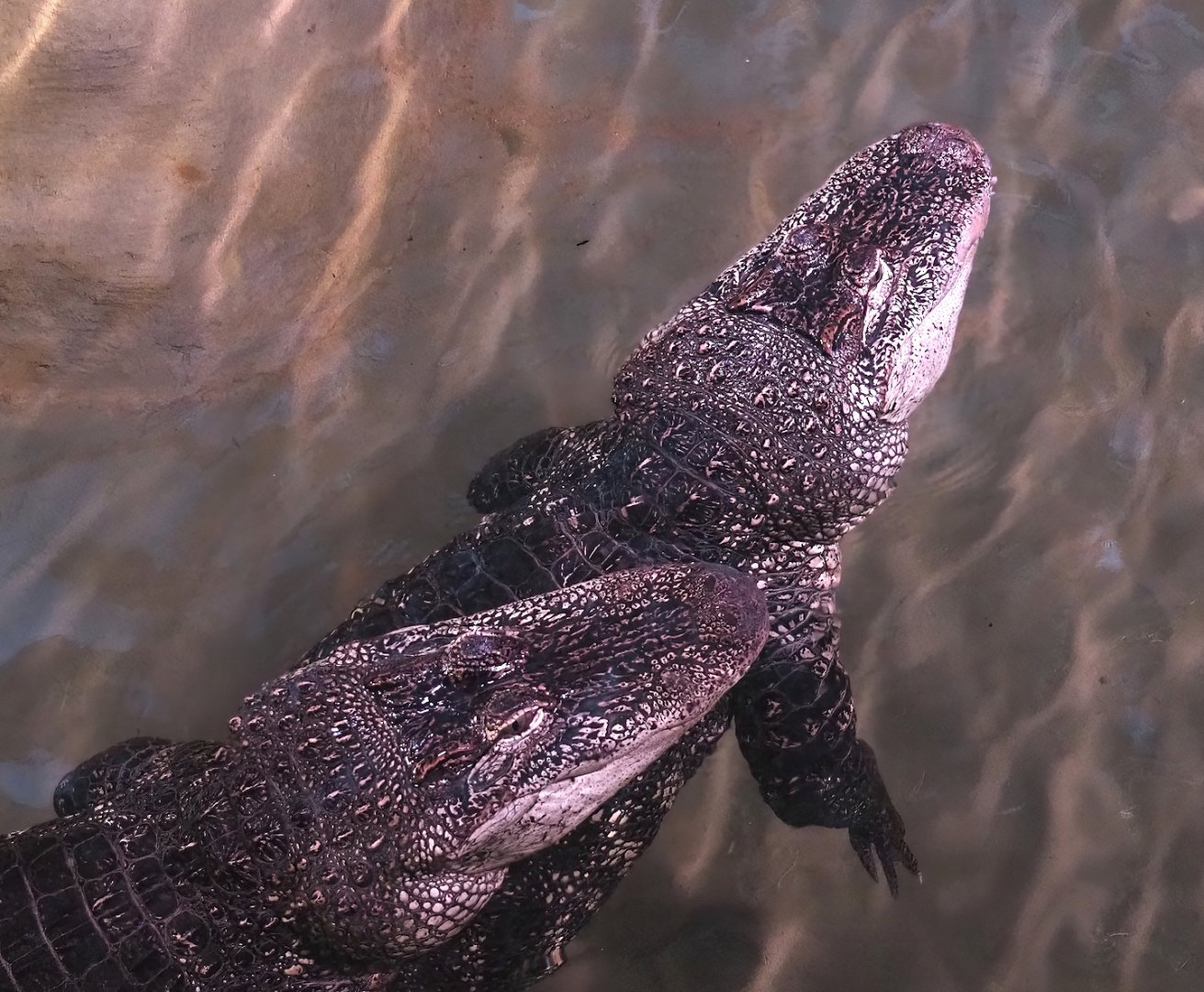 American alligators (Alligator mississippiensis), 2023-07-02
