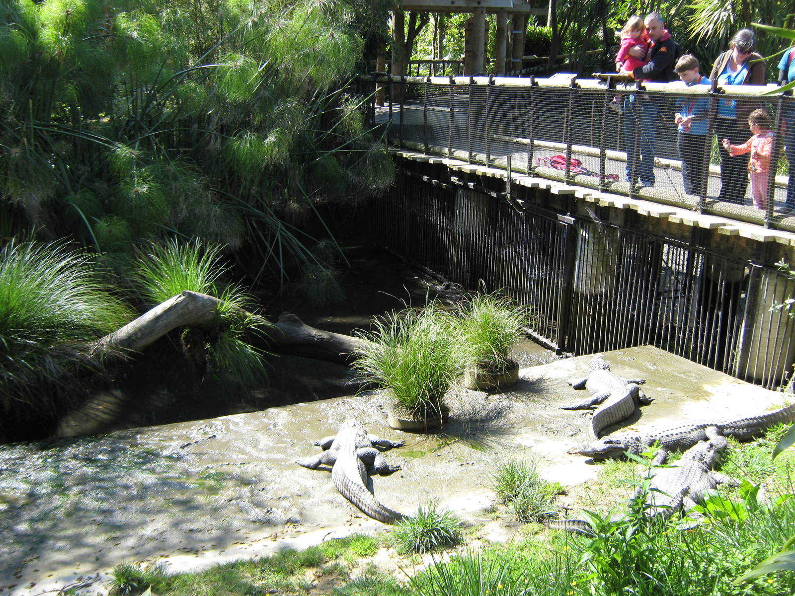 American alligators (Alligator mississippiensis)