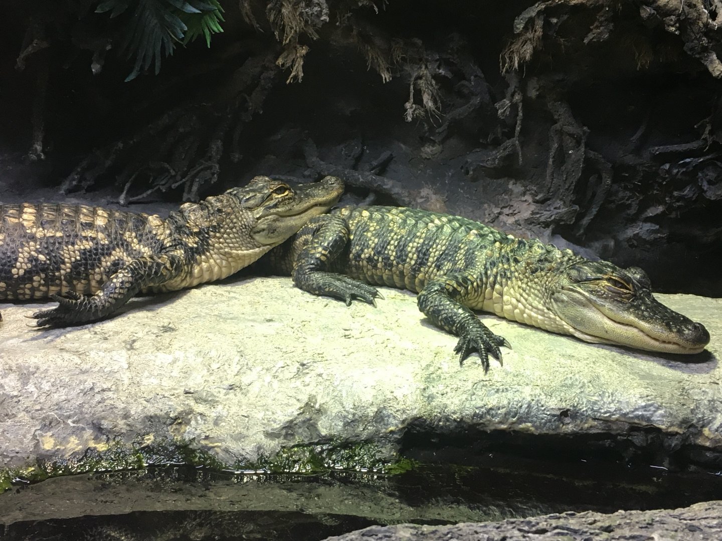 American Alligators (Alligator mississippiensis)