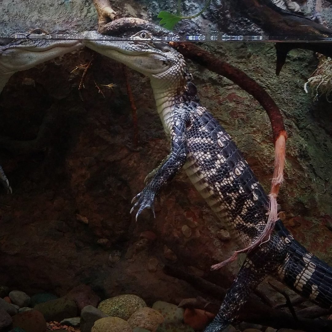 American Alligators (Alligator mississippiensis)
