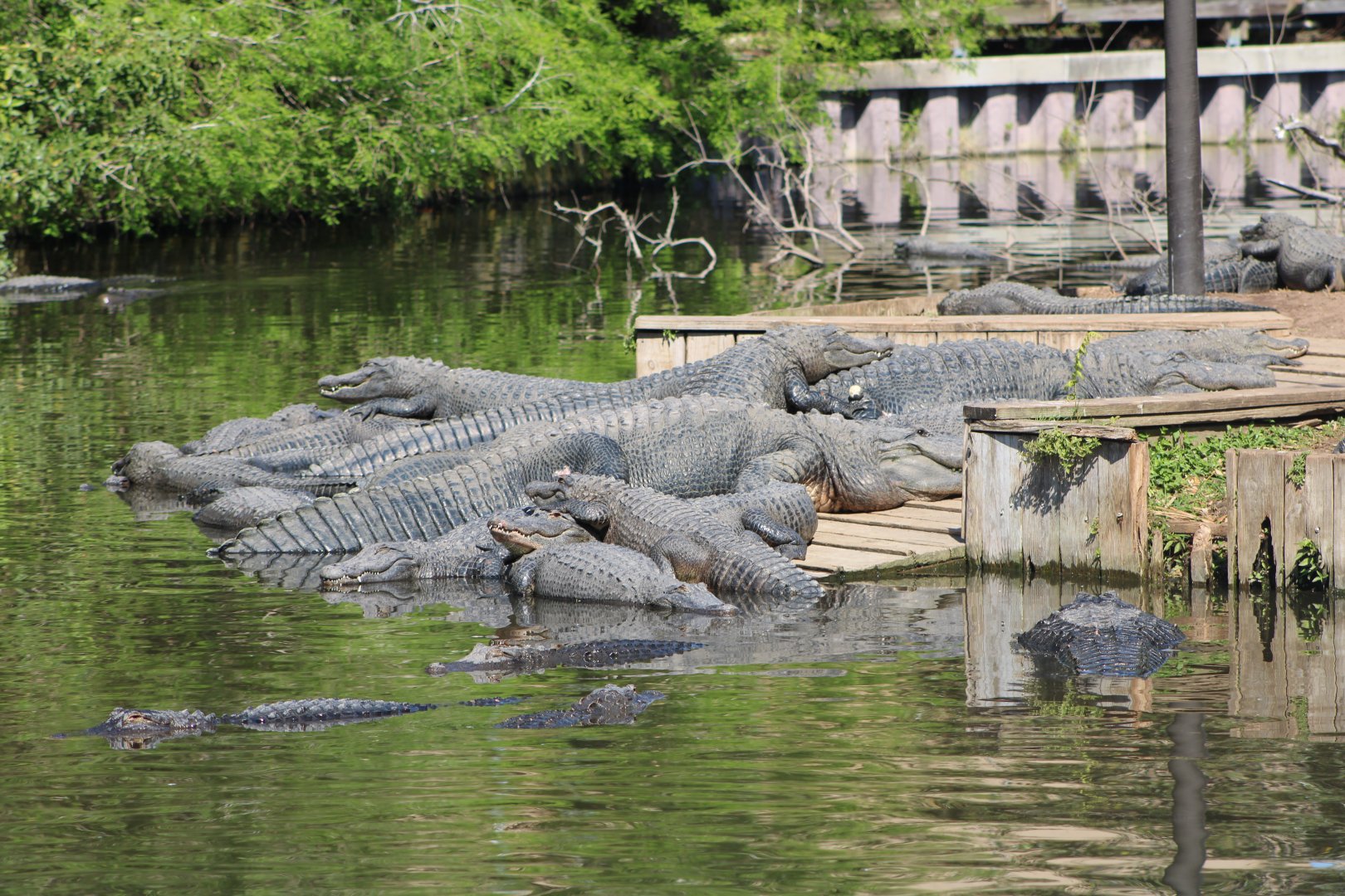 American Alligators (Alligator mississippiensis)