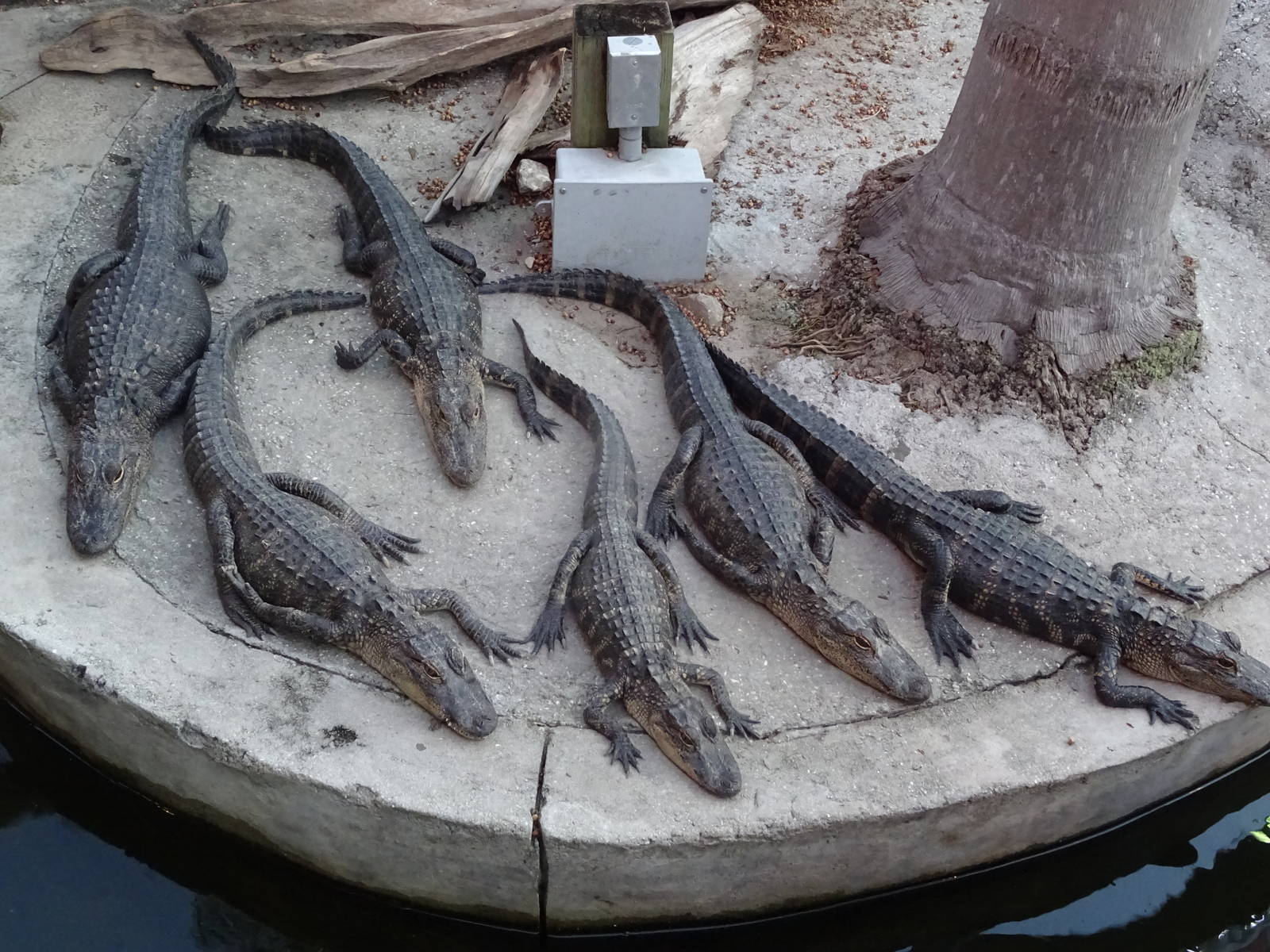 American Alligators at Gator Golf - 28/08/2014