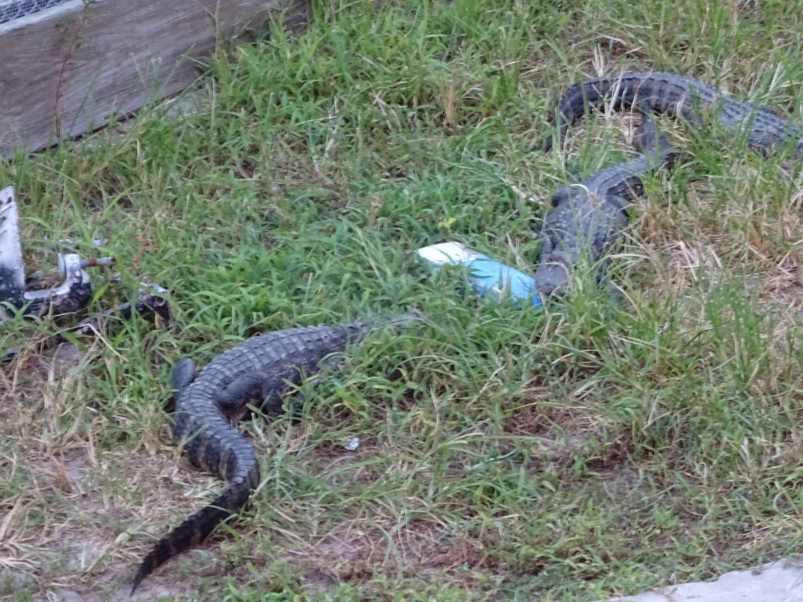 American Alligators at Gator Golf - 28/08/2014