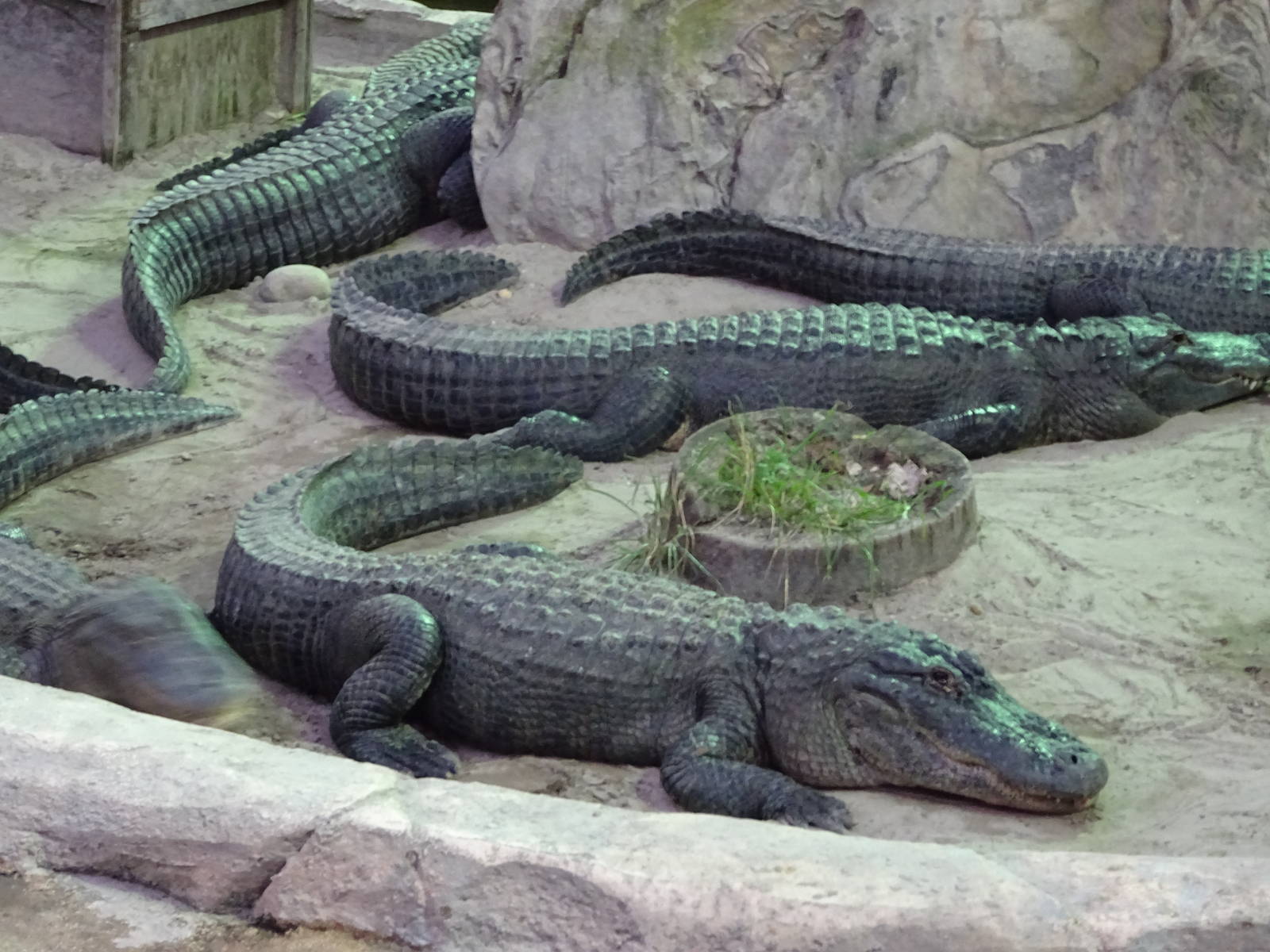 American Alligators at Gator Golf - 28/08/2014