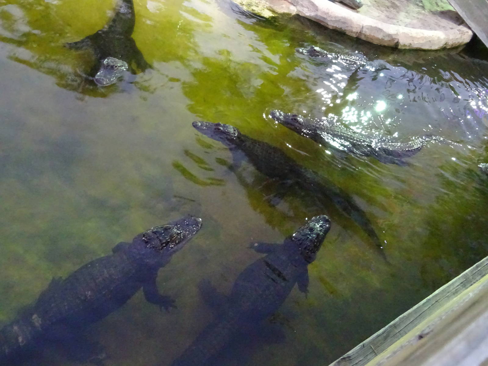 American Alligators at Gator Golf - 28/08/2014